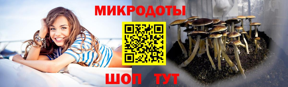 Галлюциногенные грибы Psilocybe Кингисепп